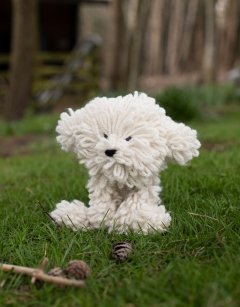 Myra the Bichon Frise