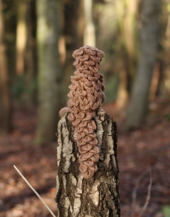 Jane the Pangolin