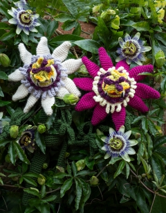 Passion Flower
