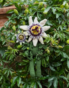 Passion Flower