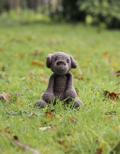 Denzel the Patterdale Terrier