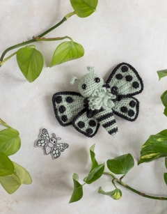 Cordelia the Pierrot Butterfly