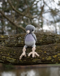 Dora the Woodpigeon