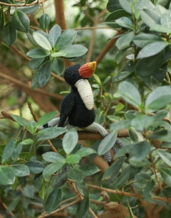 Nor the Rhinoceros Hornbill