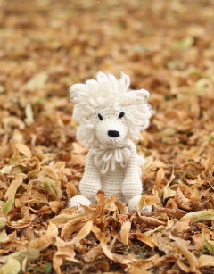 Angelina the Samoyed