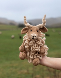 Tracy the Racka Sheep