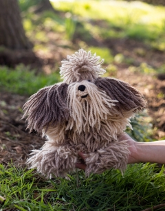 Doris the Shih Tzu