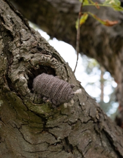 Small Algernon the Woodlouse