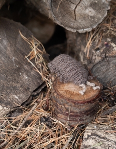 Small Algernon the Woodlouse