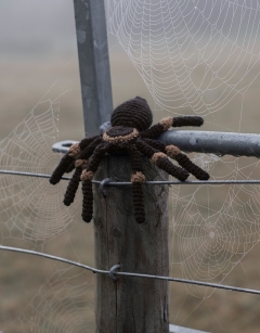 Mini Tara the Tarantula