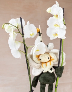 Splash Moth Orchid