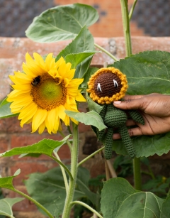 Mini Sunflower