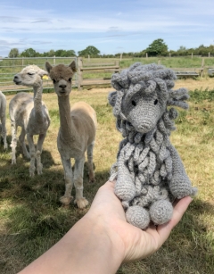 Simone the Suri Alpaca