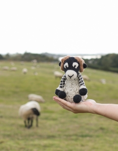 Dominic the Swaledale Sheep