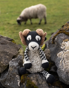 Dominic the Swaledale Sheep
