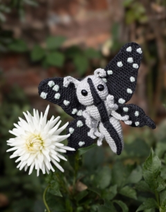 Ophelia the Tailed Jay Butterfly