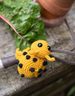 Deirdre the Bean Beetle