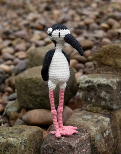 Chelsea the Black-Necked Stilt