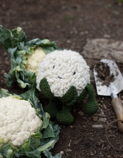 Cauliflower Kit