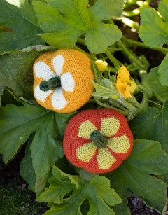 Daisy Gourd Kit