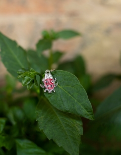 Ava the Ladybird: 7-spot