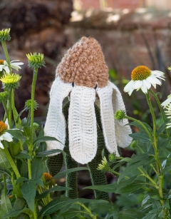 Echinacea Kit