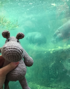 Georgina the Hippo