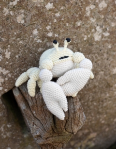 Amarillo the Ghost Crab