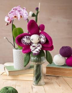 Harlequin Moth Orchid