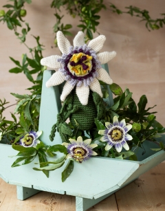 Passion Flower
