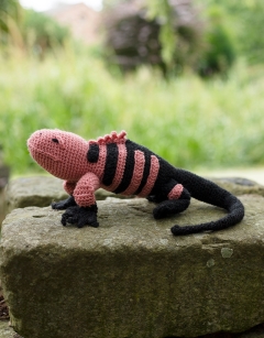 Fitzroy the Pink Land Iguana