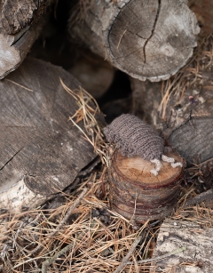 Small Algernon the Woodlouse
