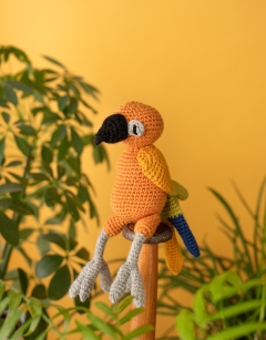 Miguel the Sun Conure