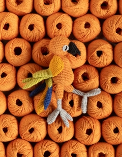 Miguel the Sun Conure