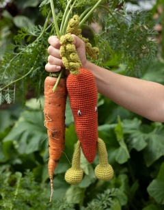 Carrot Kit