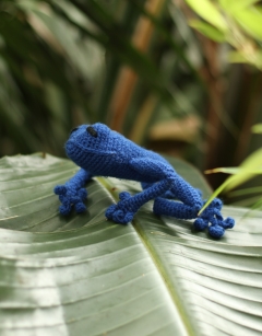 Juan and Emmanuel the Tree Frogs 