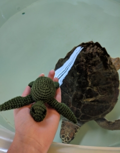 Mini Kat the Turtle