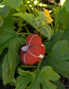 Maxima Squash Kit