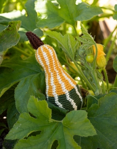 Striped Pear Gourd Kit