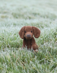 Bernadette the Vizsla