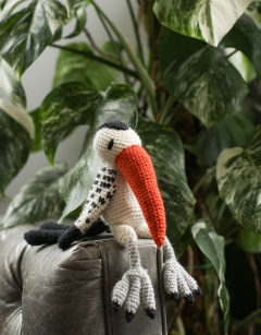 Maurice the Western Hornbill