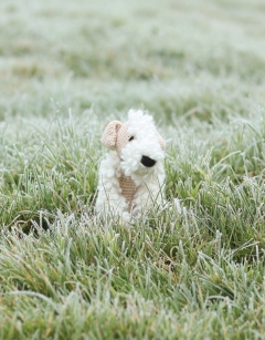 Valentine the Wheaten Terrier