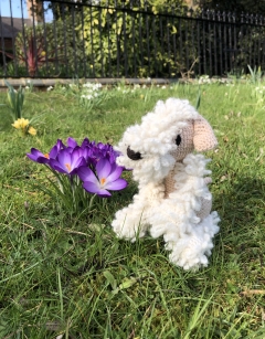 Valentine the Wheaten Terrier