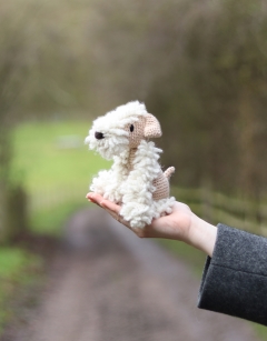 Valentine the Wheaten Terrier