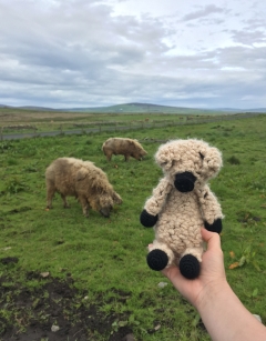 Barry the Woolly Pig