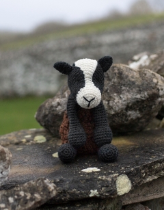 Noah the Zwartbles Sheep