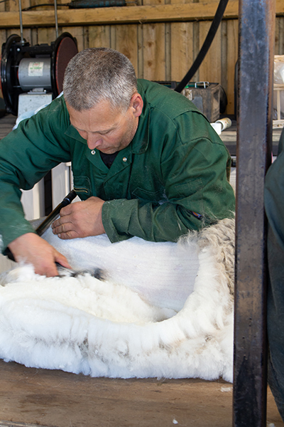 Shearing an alpaca