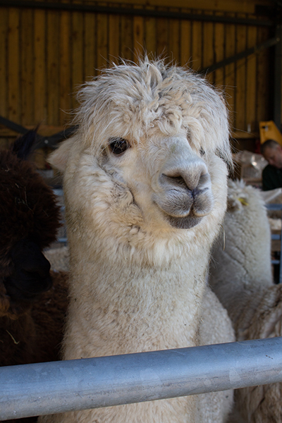 Alpaca waiting to be sheared