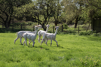 Freshly sheared alpacas