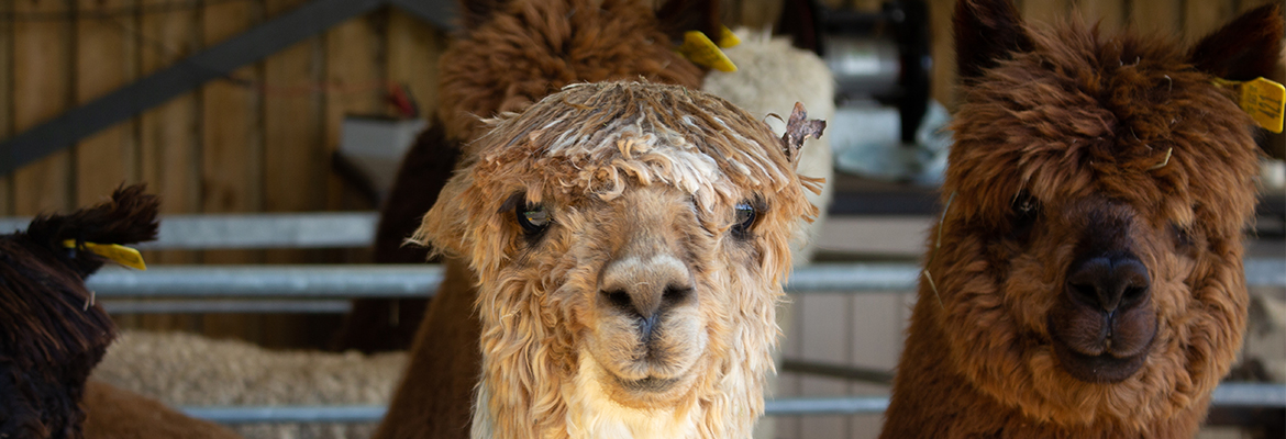 Alpaca shearing week at TOFT